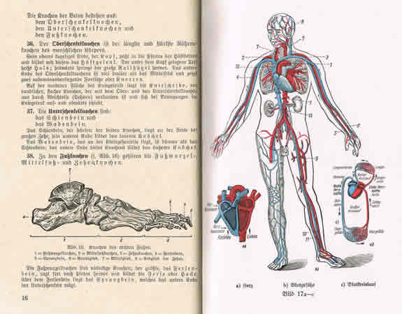 H.Dv.59 Unterrichtsbuch für Sanitätsunteroffiziere 1939 - Image 2